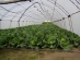 Greenhouses - Zhitnitsa village - drip irrigation for vegetables and strawberries